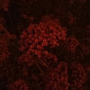 强奸美国女生视频？
